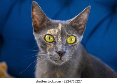 Full Opened Eye Mature Grey Tabby Cat, Selective Focus, Detailed Cat, Yellow Predator Eyes