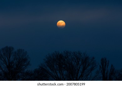 Full orange moon in a clear dark blue sky behind a tree, nature background