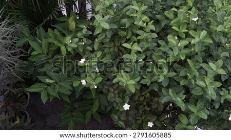 A full, overhead frame packed with dense tropical greenery, showcasing the rich texture of layered leaves belonging to a jasmine bush interspersed with delicate white blossoms. The natural, organic canopy stretches across the entire shot, partially revealing dark brick paving underneath, making it an ideal choice for full-frame natural backgrounds and eco-friendly design concepts.