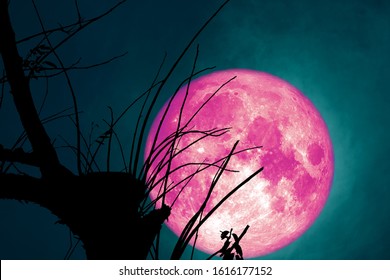 full pink Beaver Moon back on dark cloud on silhouette dry tree and the night sky, Elements of this image furnished by NASA