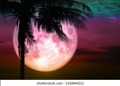 full pink moon back silhouette coconut plam tree stand on sunset sky, Elements of this image furnished by NASA