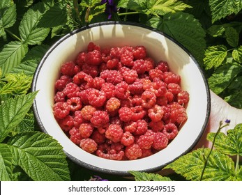 a full plate of raspberries on a background of raspberry bush. freshly picked raspberries. healthy food. farm products.