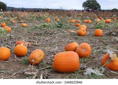 A full pumpkin patch field, UK - Shutterstock ID 1468625846