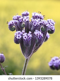 Full Purple Lacy Phacelia With Yellow Background. Beautiful Curled And Curved Purple Flower. Also Known As Blue Tansy Or Purple Tansy.