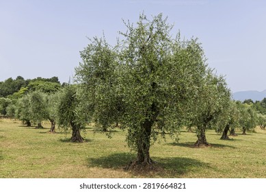 A full rounded olive tree dominates a sunny grove near Lake Garda, Italy, surrounded by smaller mature trunks across trimmed grass. The balanced orchard portrait emphasizes dense silvery foliage, established cultivation and the agricultural source of regional olive oil.