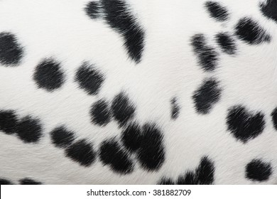 Full screen dalmatian spots pattern