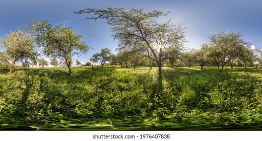 full seamless spherical panorama 360 degrees angle view in blooming apple garden orchard with rays of evening sun through the branches in equirectangular projection, VR content