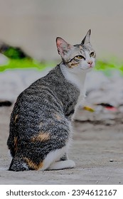 full shot of adult cat is sitting on the road - Shutterstock ID 2394612167