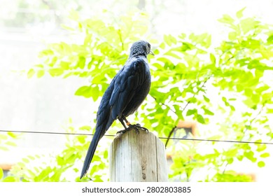 A full shot from a slightly low angle captures a glossy black or dark blue bird, resembling a crow, raven, or starling, perched calmly on top of a weathered vertical wooden post. The bird is facing away from the camera, looking toward the right side into the distance. Its dark feathers catch the natural light, revealing subtle textures on its back and long tail. The background features bright, overexposed sunlight filtering through vibrant green tree leaves, creating a high-key, luminous atmosphere. A thin horizontal wire stretches across the frame behind the post. This natural wildlife composition focuses on themes of freedom, avian life, and peaceful summer days, making it ideal for environmental, biological, or seasonal commercial designs.