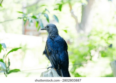 A full shot from a slightly low angle captures a glossy black or dark blue bird, resembling a crow, raven, or starling, perched calmly on top of a weathered vertical wooden post. The bird is facing away from the camera, looking toward the right side into the distance. Its dark feathers catch the natural light, revealing subtle textures on its back and long tail. The background features bright, overexposed sunlight filtering through vibrant green tree leaves, creating a high-key, luminous atmosphere. A thin horizontal wire stretches across the frame behind the post. This natural wildlife composition focuses on themes of freedom, avian life, and peaceful summer days, making it ideal for environmental, biological, or seasonal commercial designs.