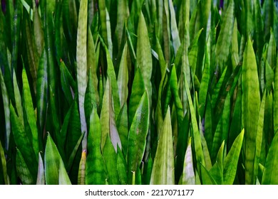 Full Shot Of Snake Plant Leaves