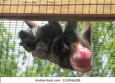 A Full Side View of a Baboon Walking up The Ceiling with Fully Exposed Pink Naked Butt