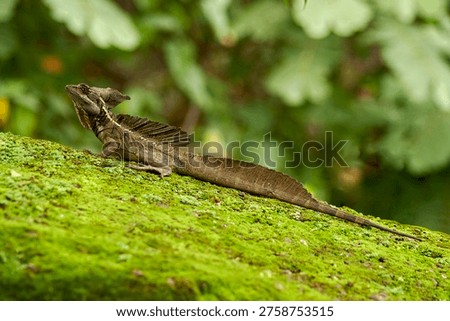 Full side view of a Brown Basilisk (Basiliscus vittatus) showing its distinctive head, back, and tail crests. The reptile is in a natural pose on a bright mossy log, framed by a blurred tropical jungle background.