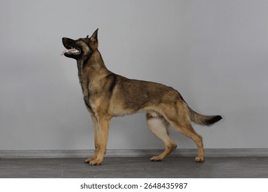 Full side view of a German Shepherd dog standing alert on a gray studio floor. Confident posture, tongue out, showcasing strength, obedience, and elegant body structure. - Powered by Shutterstock - Get 15% off with code: PIKWIZARD15