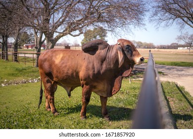 Full Side View Of A Large Brown Brahman Bull Cow With A Floppy Hump Looking Out Over A Texas Ranch Fence