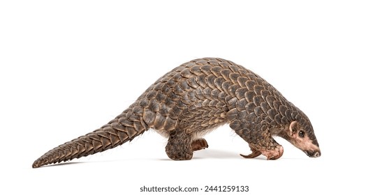 Full side view of a single ten months old Chinese pangolin, Manis pentadactyla, an endangered species, isolated on a white background