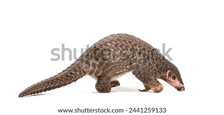 Full side view of a single ten months old Chinese pangolin, Manis pentadactyla, an endangered species, isolated on a white background