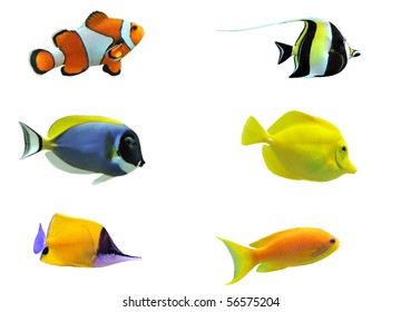 Full Side View Of Tropical Fish Isolated On White