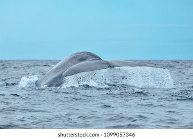 Full Size Blue Whale Dives With Water Streaming Off Its Tail Flukes At Pico Island In The Azores.