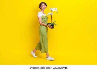 Full size photo of adorable young woman walking carry orchid houseplant care wear trendy khaki outfit isolated on yellow color background - Powered by Shutterstock