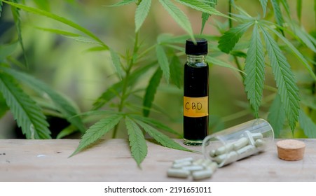 Full Spectrum CBD And THC Cannabis Oils, Pills And Cbd Lotion