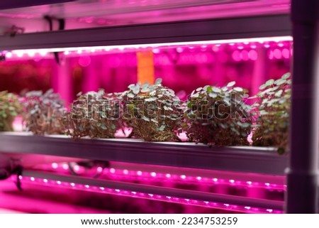 Full spectrum LED grow lights for Nasturtium. Young salad grow in vertical farm under ultraviolet UV plant lights for cultivation indoors. Hydroponics and modern methods of growing micro-greens