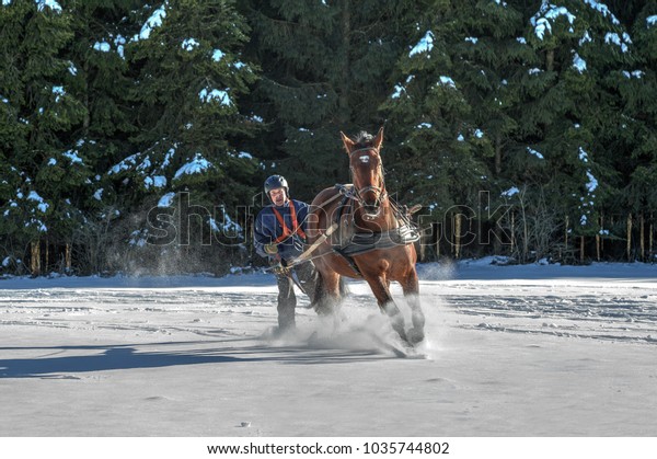 Full speed through the\
snow. A man on skis is pulled by his horse through the snow at full\
gallop. Skijoring is a winter sport, which has its roots in\
Scandinavia.\
