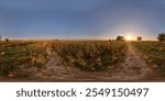 Full Spherical panorama of footpath between agricultural fields in rural area at summer sunset in equirectangular projection