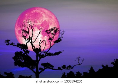 104,939 Night sky moon tree Images, Stock Photos & Vectors | Shutterstock