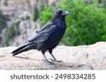 Full standing view of Common raven in close up on cliff edge