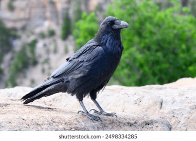 Full standing view of Common raven in close up on cliff edge - Powered by Shutterstock