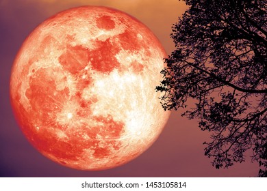 Full Strawberry Moon back silhouette trees red sky, Elements of this image furnished by NASA