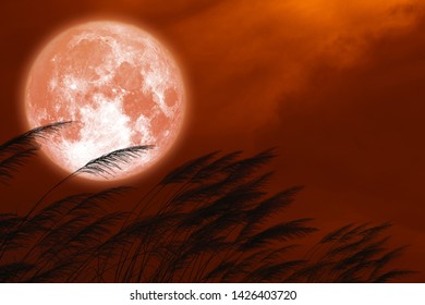 full strawberry moon on night red sky back silhouette grass flowers, Elements of this image furnished by NASA