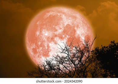 full sturgeon blood moon and silhouette tree in the night sky, Elements of this image furnished by NASA