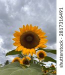 A full sunflower under grey cloud
