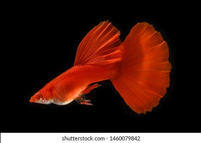 Full Super Red  Guppy Fish On Black Background