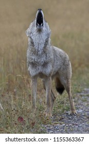 Full throated howl thrown skyward by wild coyote wiht jaws wide open and lifted upward in long call