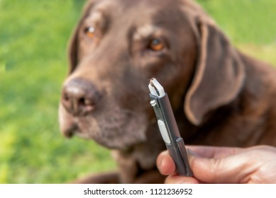 A Full Tick Was Taken With A Ticks Tongs From A Dog (Labrador). Ticks Can Transmit Diseases. Concept: Dogs And Medical Help