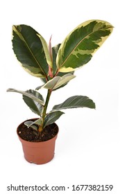 Full Variegated Tropical 'Ficus Elastica Variegata' Rubber Tree Plant On White Background