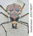 Full view of a brown tiger beetle with cream white spots on the elytra and dense white hairs, standing on sand (Dune Tiger Beetle, Cicindela hybrida)