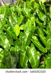 Full View Many Of Philodendron Domesticum, Also Called Spadeleaf Philodendron Or Burgundy Philodendron In A Garden. Perfect For Background Or Home Plant Decoration