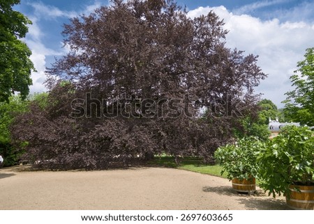 Full view of an old red beech (Fagus sylvatica), showcasing its massive trunk, sprawling branches, and dense canopy.