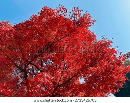 A full, voluminous red maple tree set against a bright blue sky, showcasing bold autumn color and rich seasonal detail.