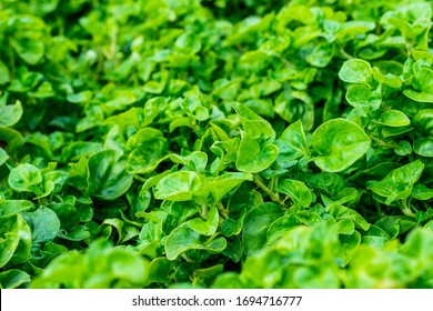 Full of watercress plants in the watercress farm.