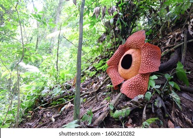 Bunga rafflesia
