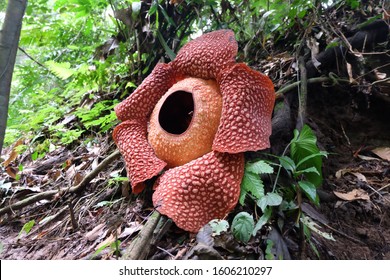 Full-bloomed Rafflesia arnoldii flower in Bengkulu forest - Shutterstock ID 1606210297