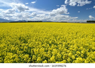 菜の花畑 の画像 写真素材 ベクター画像 Shutterstock