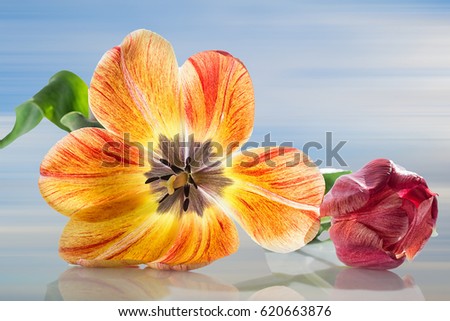 a full-blown tulip and bud