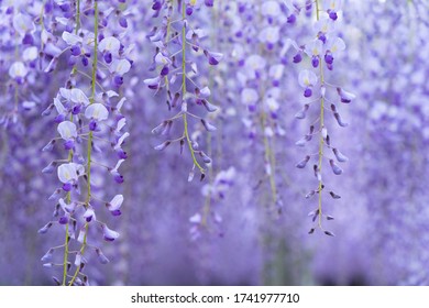 藤の花 の画像 写真素材 ベクター画像 Shutterstock