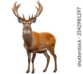 A fullbody Mule Deer with pure white background